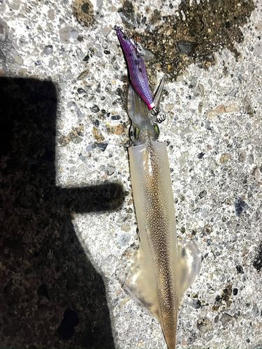 ヤリイカの釣果