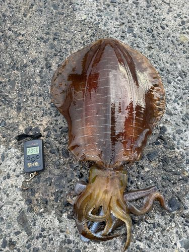 アオリイカの釣果