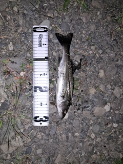 スズキの釣果
