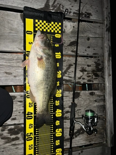 ブラックバスの釣果