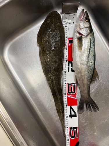 マゴチの釣果