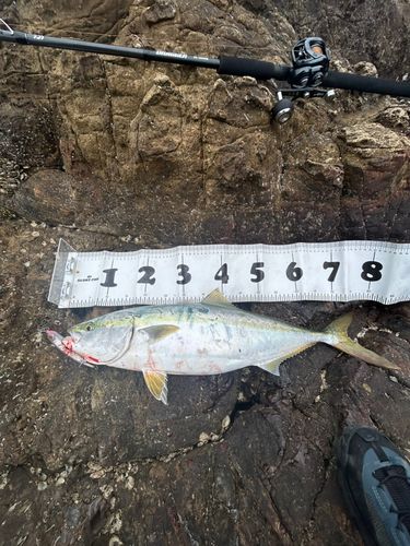 メジロの釣果