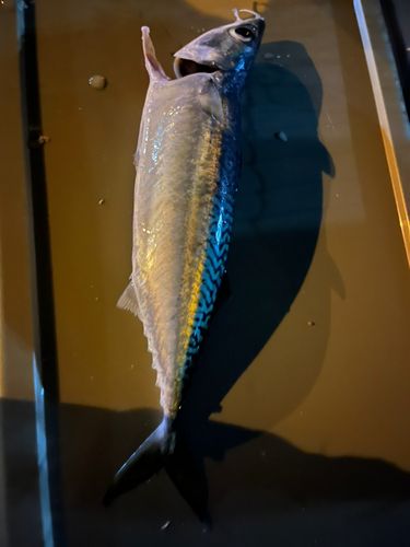 サバの釣果