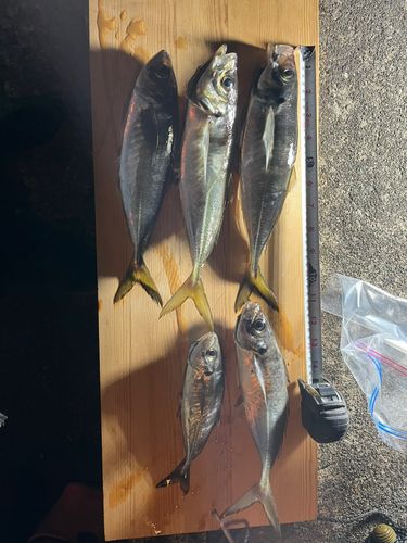 アジの釣果