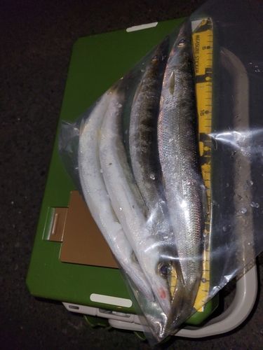 カマスの釣果