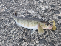 ホッケの釣果