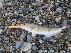 ホッケの釣果