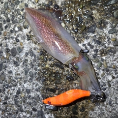 ケンサキイカの釣果