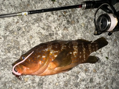 アコウの釣果