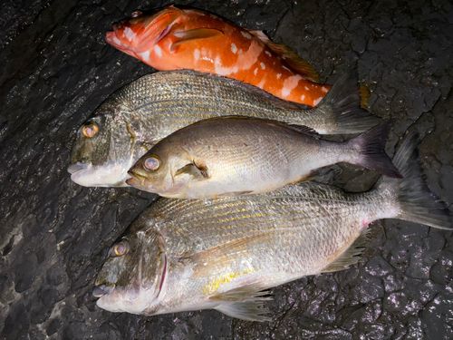イサキの釣果