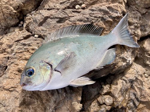 オナガグレの釣果