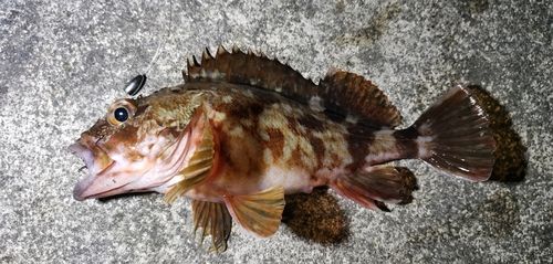 ガシラの釣果