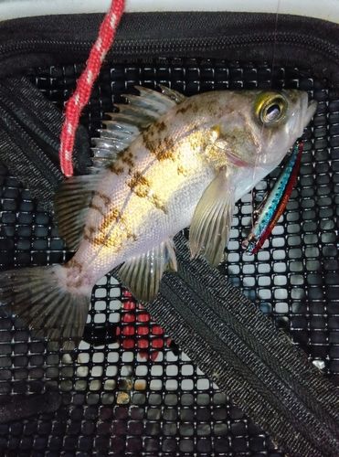 メバルの釣果