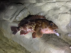 カサゴの釣果