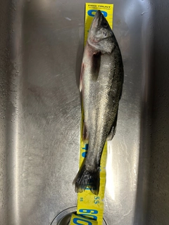 フッコ（マルスズキ）の釣果