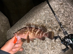 キジハタの釣果