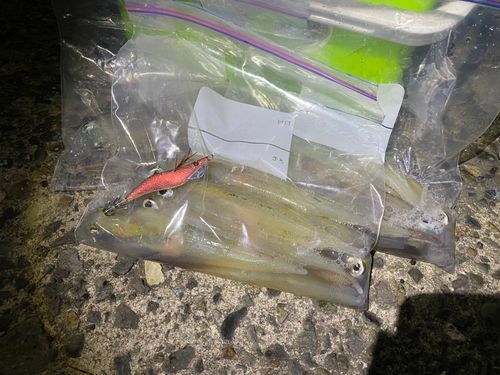 ヤリイカの釣果