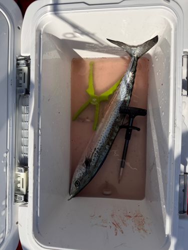 ハマチの釣果