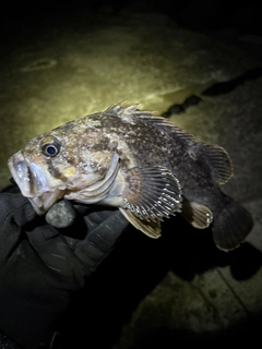 ソイの釣果
