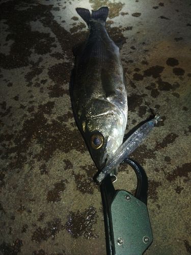 セイゴ（マルスズキ）の釣果