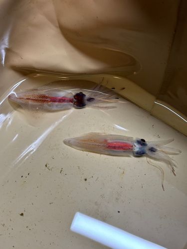 ホタルイカの釣果