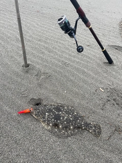 ソゲの釣果