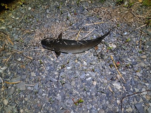 相模川で釣れたボラの釣り・釣果情報 - アングラーズ | 釣果600万件の