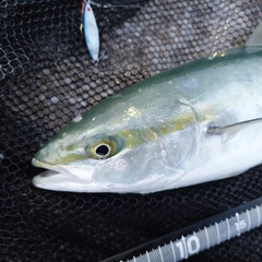 フクラギの釣果