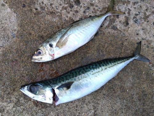 サバの釣果