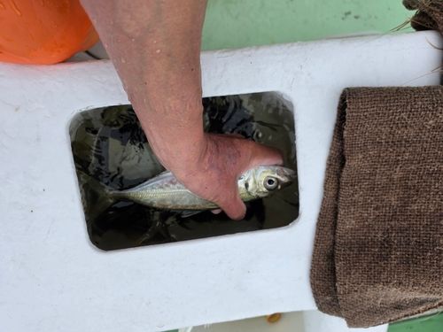 マアジの釣果