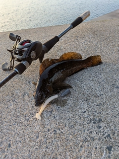 アイナメの釣果