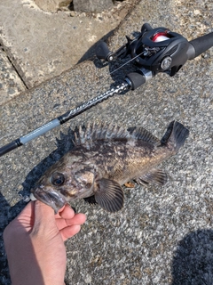 クロソイの釣果