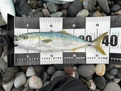 ワカシの釣果