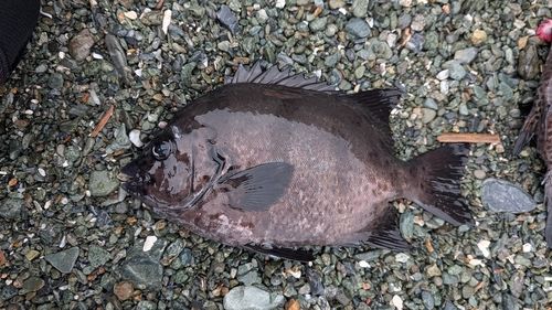 イシダイの釣果