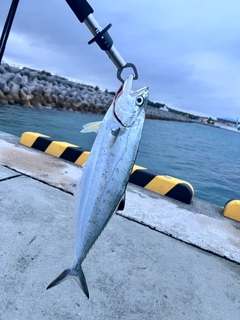 イケカツオの釣果