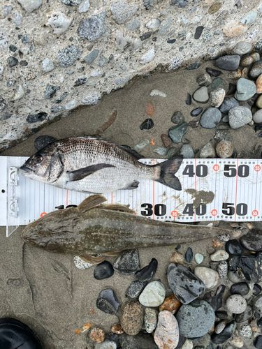 マゴチの釣果