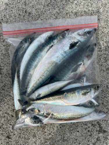 サバの釣果