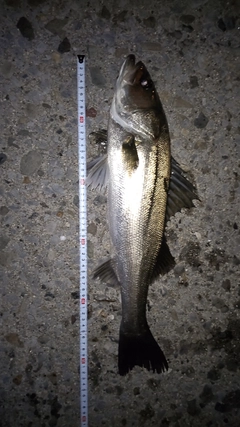 シーバスの釣果