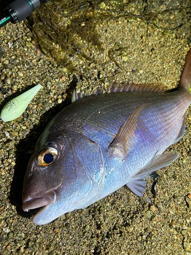 タイの釣果