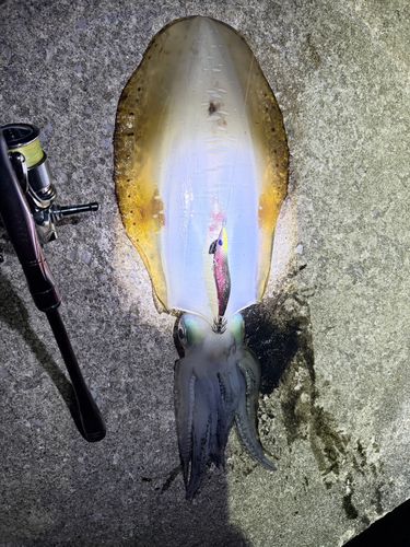 アオリイカの釣果
