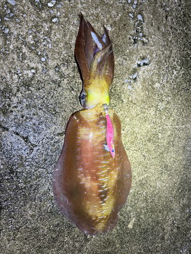 アオリイカの釣果