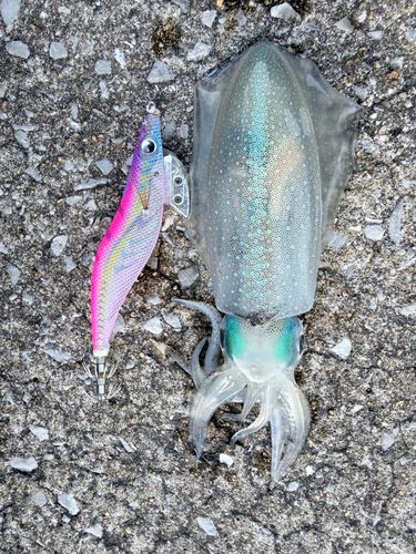 アオリイカの釣果