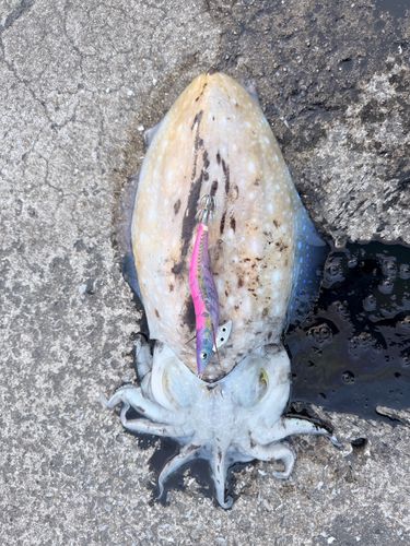 コブシメの釣果