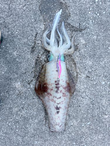 アオリイカの釣果