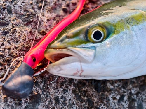 ワカシの釣果