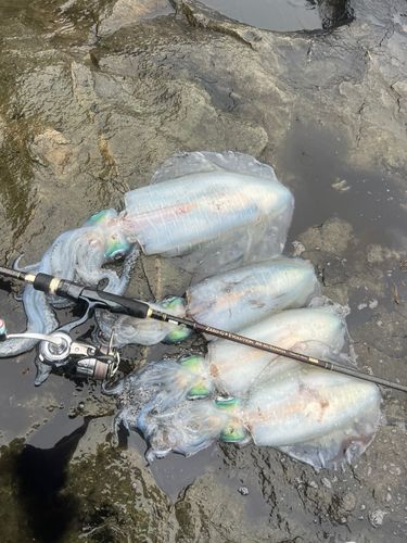 アオリイカの釣果