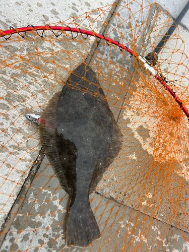 ヒラメの釣果