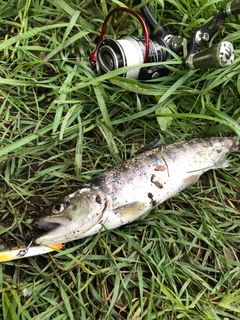 ヤマメの釣果