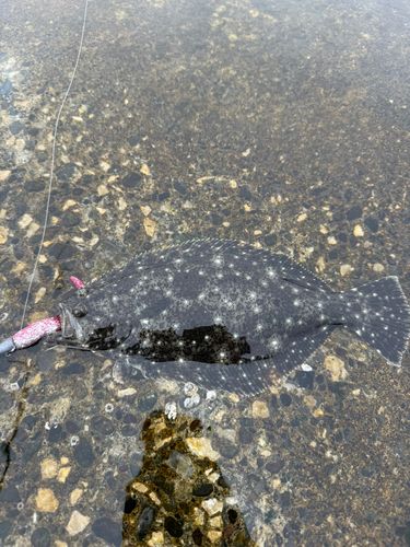 ソゲの釣果