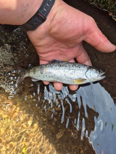 ヤマメの釣果